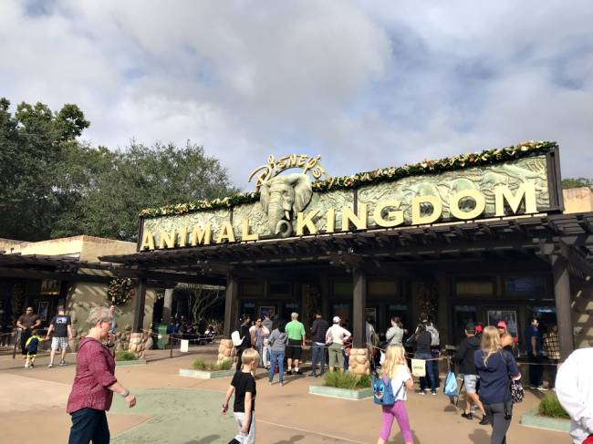 animal-kingdom