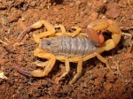 Escorpião-amarelo: Búzios identifica foco da infestação em terreno
