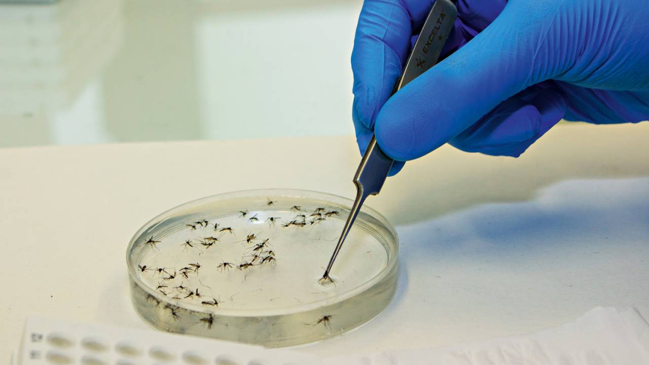 Técnica australiana: vírus não se desenvolve nos mosquitos nem em seus descendentes