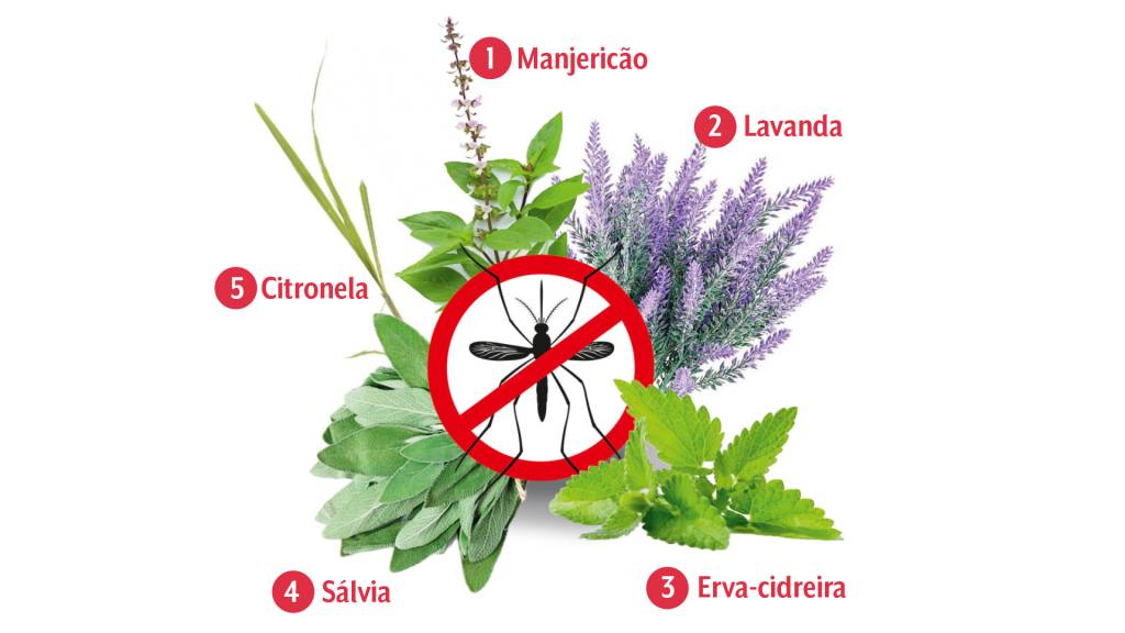 plantas que ajudam a afastar o Aedes aegypti