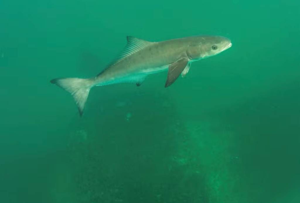 Tubarão na Praia Vermelha? Biólogo explica peixe avistado por jornalista