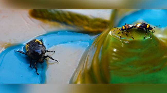 Em cartaz no CCBB, Bienalsur reflete sobre a ação humana na natureza
