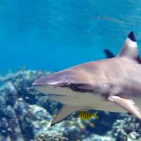 ‘Malvadão’ do mar? Pesquisadores desmistificam a fama dos tubarões