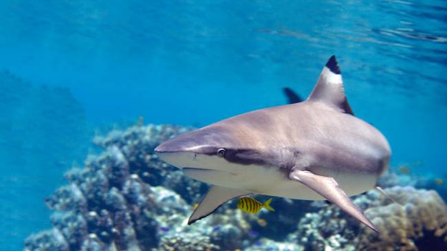 'Malvadão' do mar? Pesquisadores desmistificam a fama dos tubarões