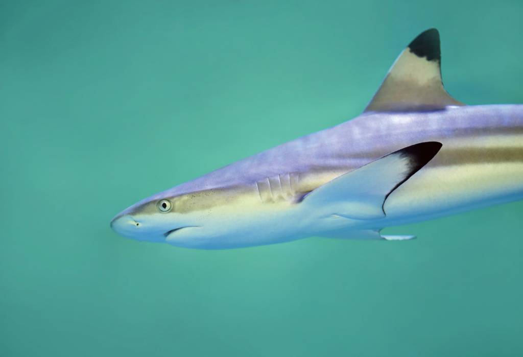 MEIO AMBIENTE - Tubarões são flagrados com mais frequência na orla
