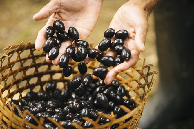 compromissos de sustentabilidade da L’Occitane