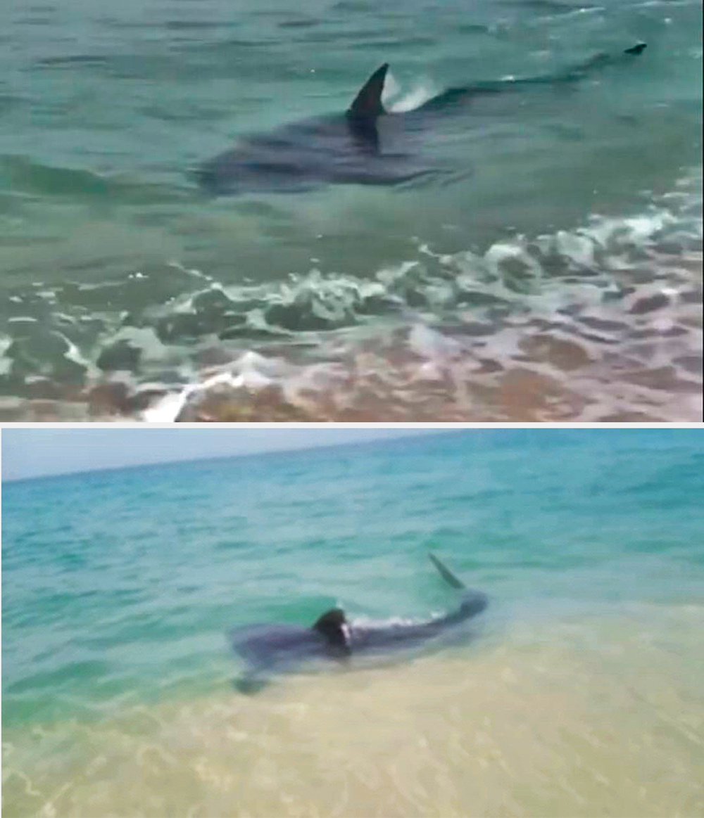 Registros recentes: imagens compartilhadas nas redes sociais mostram os animais nadando próximo à beira do mar em Saquarema e na praia do Leblon