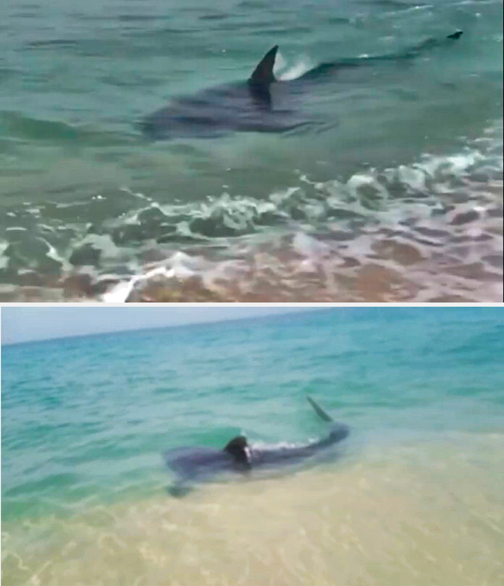 tubarao-saquarema-rj-696×523.jpg Registros recentes: imagens compartilhadas nas redes sociais mostram os animais nadando próximo à beira do mar em Saquarema e na praia do Leblon