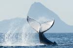 Show de baleias ganha mais uma foto perfeita; descubra os bastidores