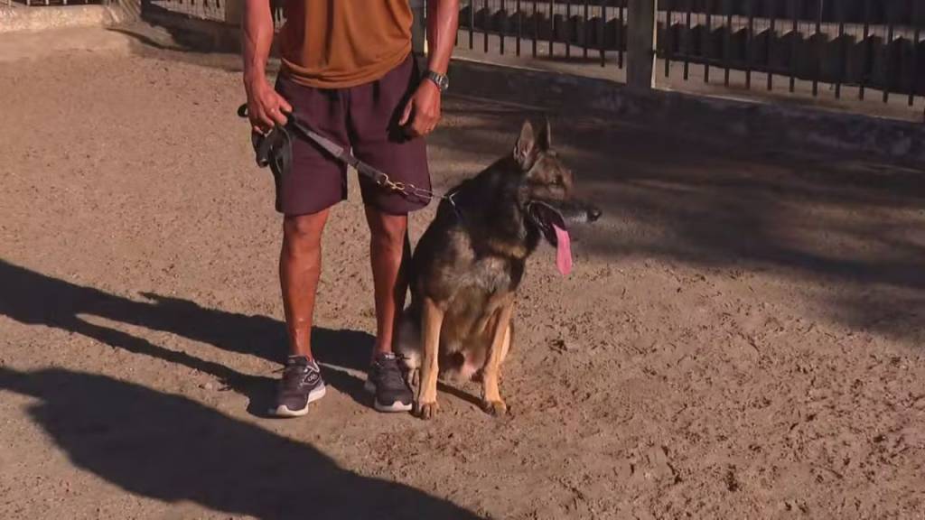 Aposentado da Guarda Municipal, pastor-belga está à procura de um novo lar