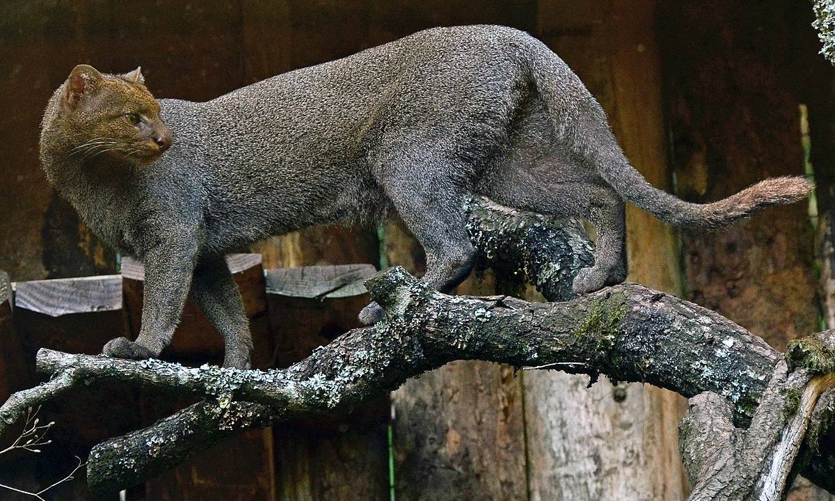 gato-mourisco-jaguarundi