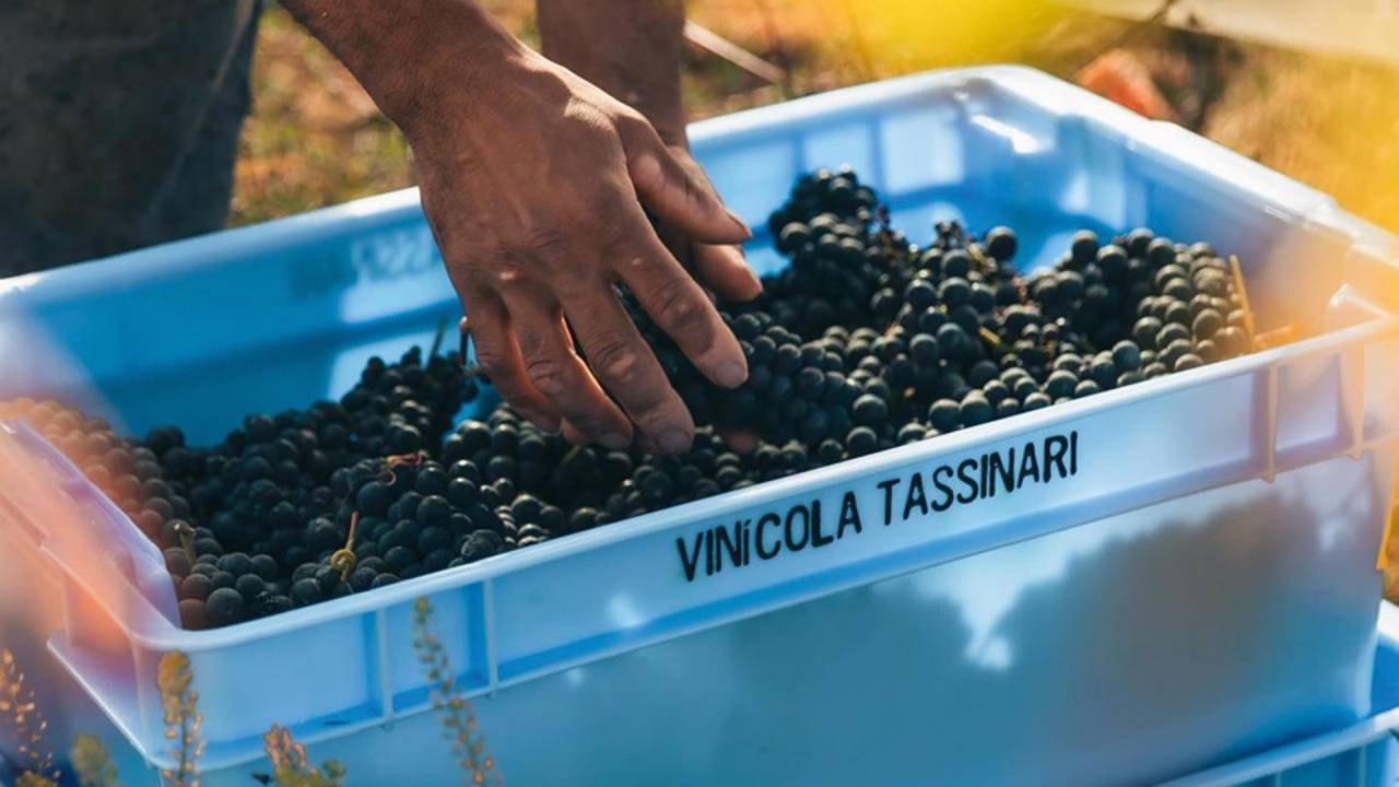 VIAGEM - Visitas a vinícolas atraem turistas