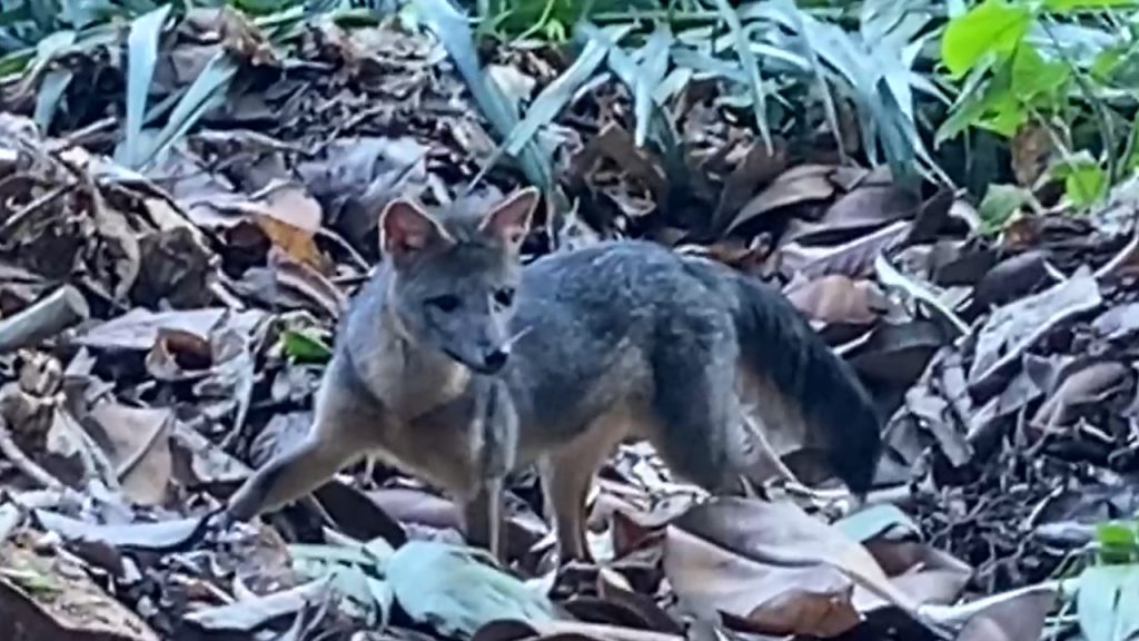Rara aparição: cachorro-do-mato é flagrado em área verde do Parque Lage