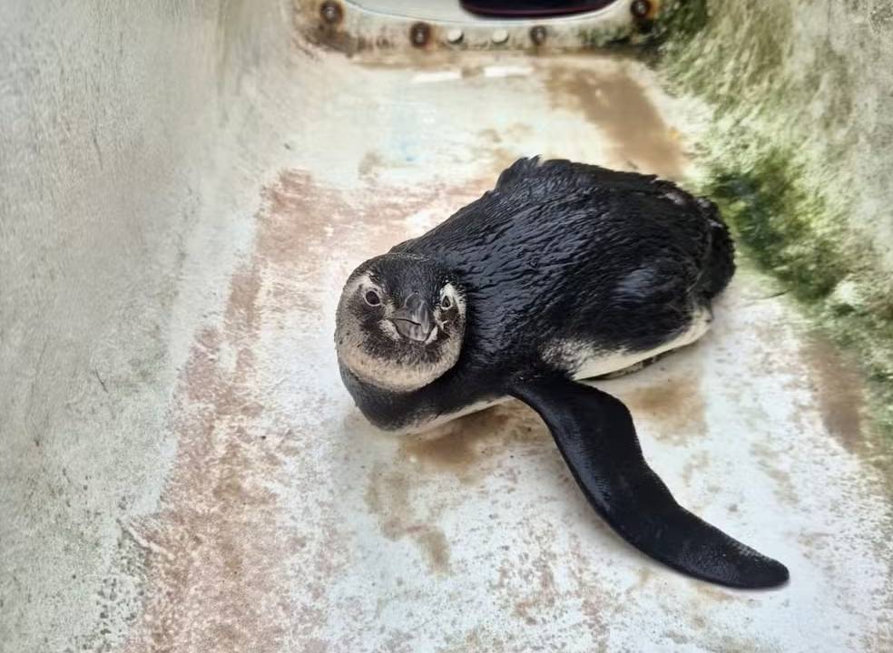 pinguim-resgate-niteroi