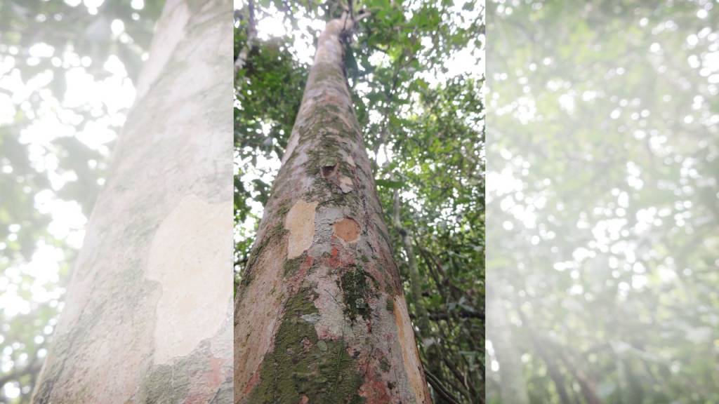Como pesquisadores do Jardim Botânico descobriram nova espécie de árvore