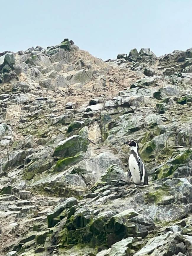 os pinguins de Humboldt