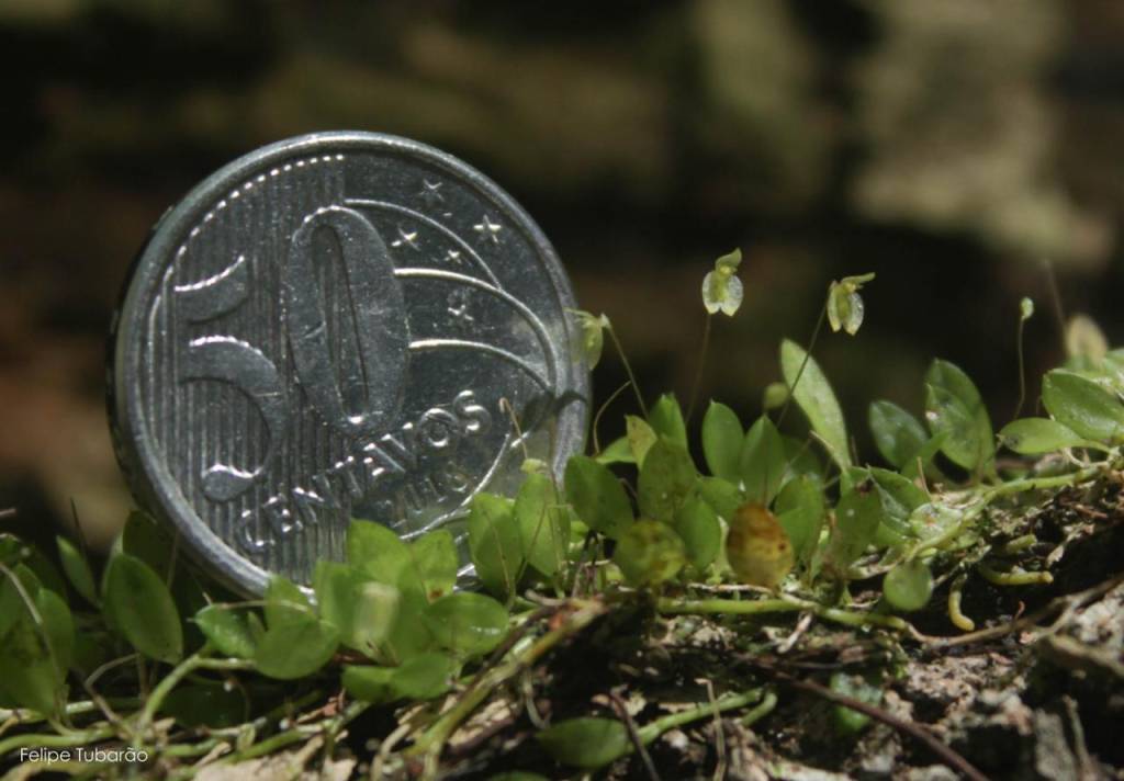 Micro-orquídeas são avistadas em área de preservação na Serra. Veja fotos