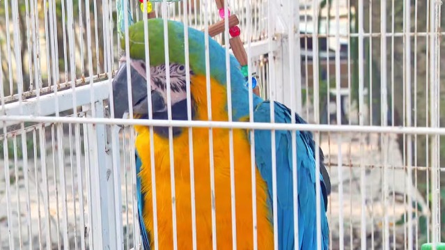 Arara resgatada em São Conrado dá sinais de que é domesticada