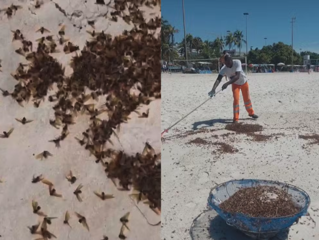 O que explica a invasão de formigas tanajura à Praia do Flamengo
