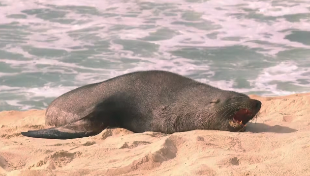 Visita inesperada: lobo-marinho é flagrado na Praia de Ipanema
