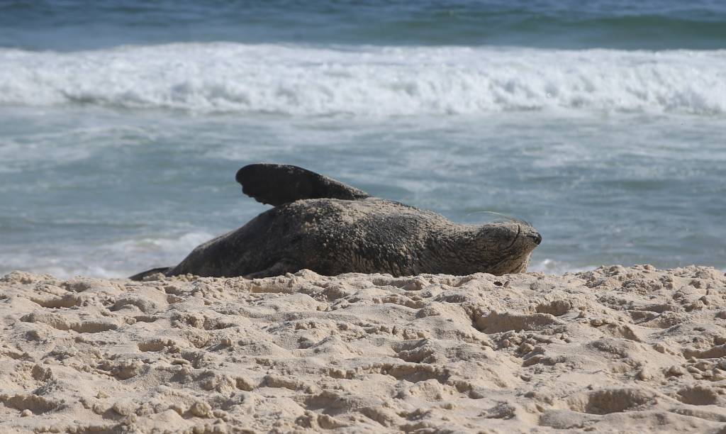 Petição para título de cidadão carioca e fluminense para Joca