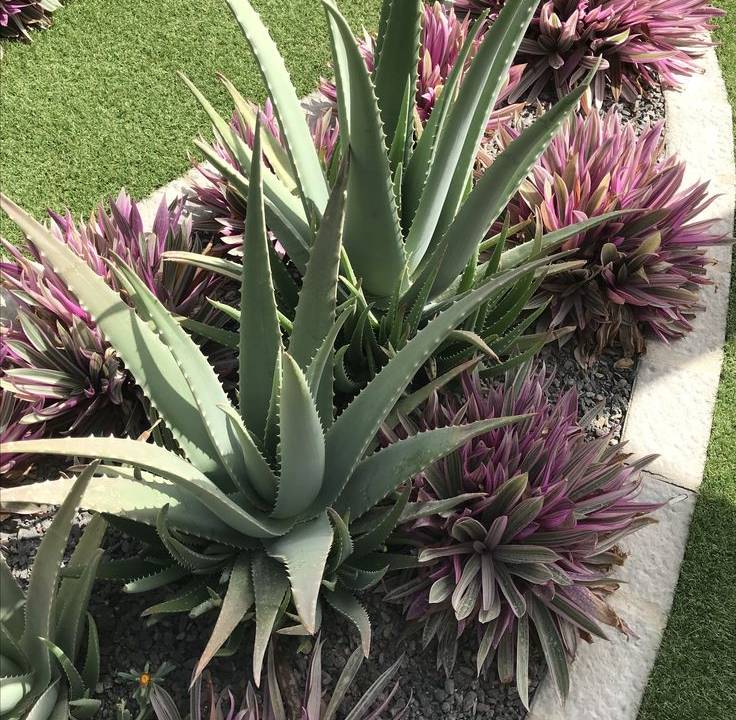 planta