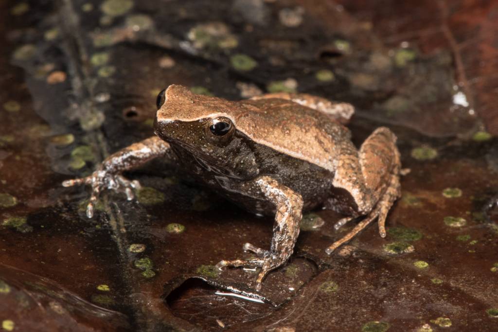 Como é o projeto do Bioparque para salvar rã que só existe em Seropédica