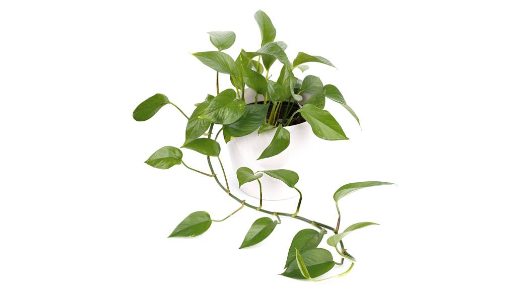 Para aplacar o calor: saiba quais plantas ajudam a refrescar a casa