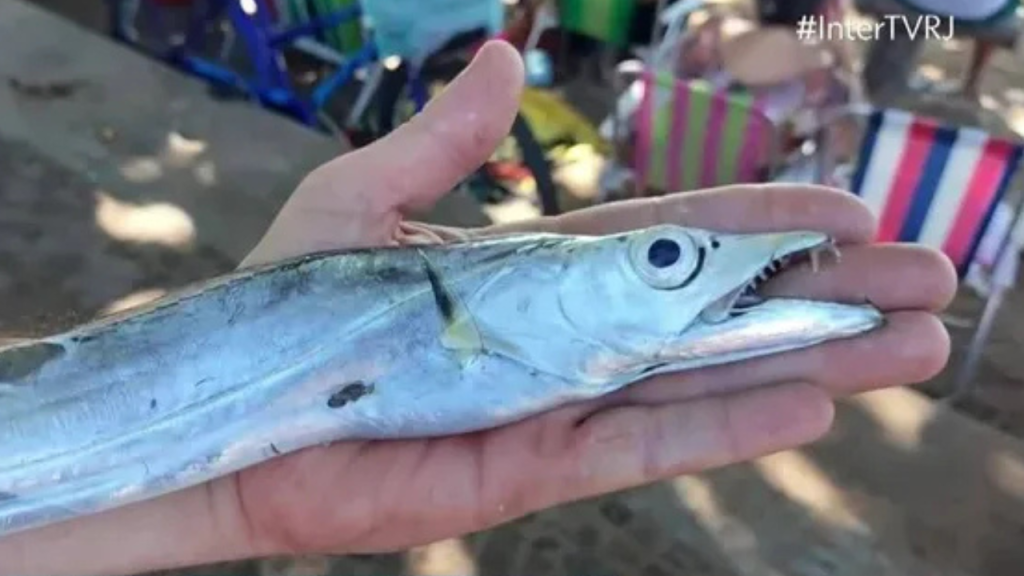 Cardume de peixe-espada ataca banhistas em Rio das Ostras; veja vídeo