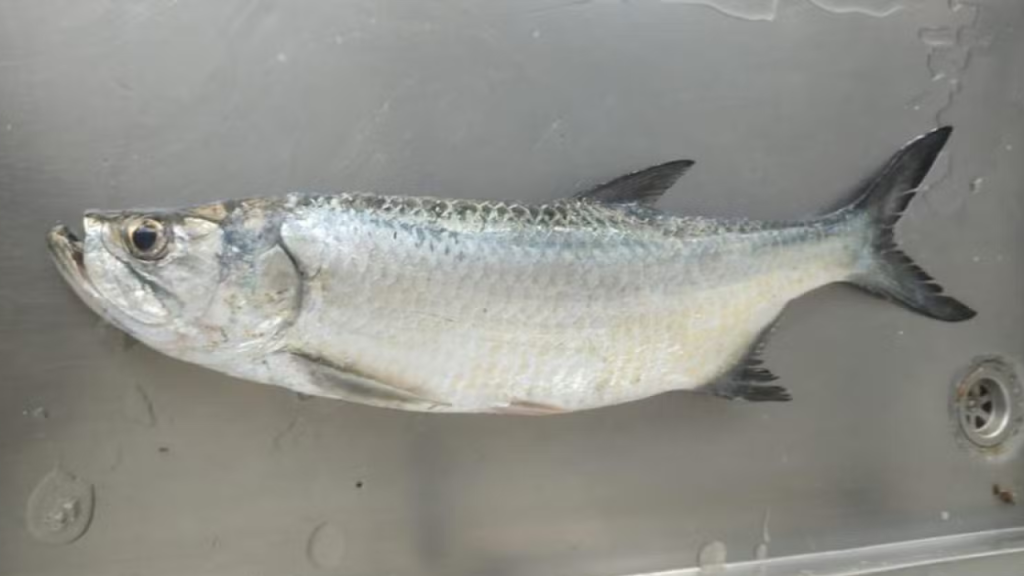 Qual é o peixe visto pela primeira vez na biodiversidade marinha da cidade