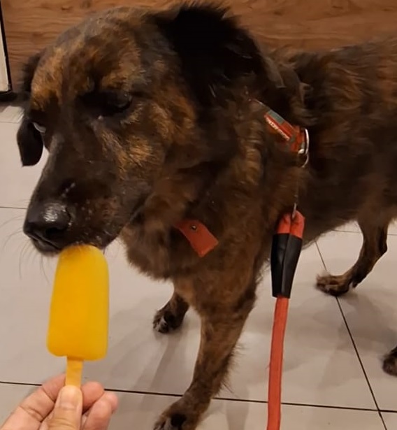 Muito além da ração: peludos já têm menus em bares, restaurantes e hoteis