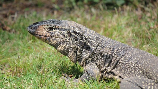 lagarto teiú