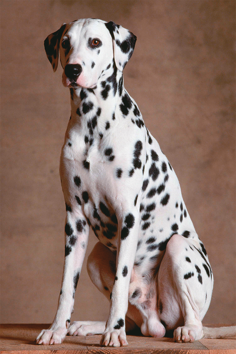 45-CACHORRO-DALMATA.tif pet friendly