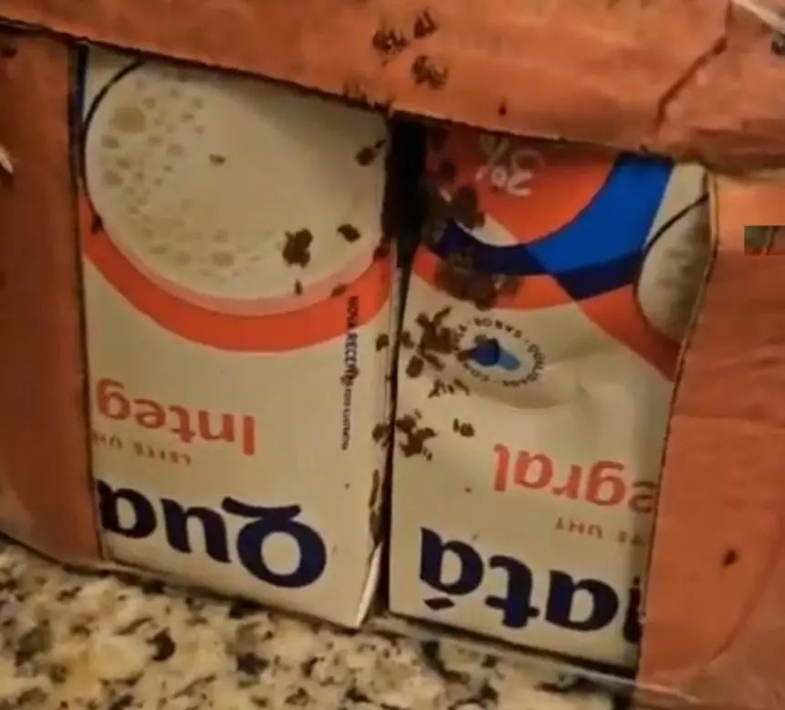 Alimentos com baratas, larvas e insetos são apreendidos em mercados