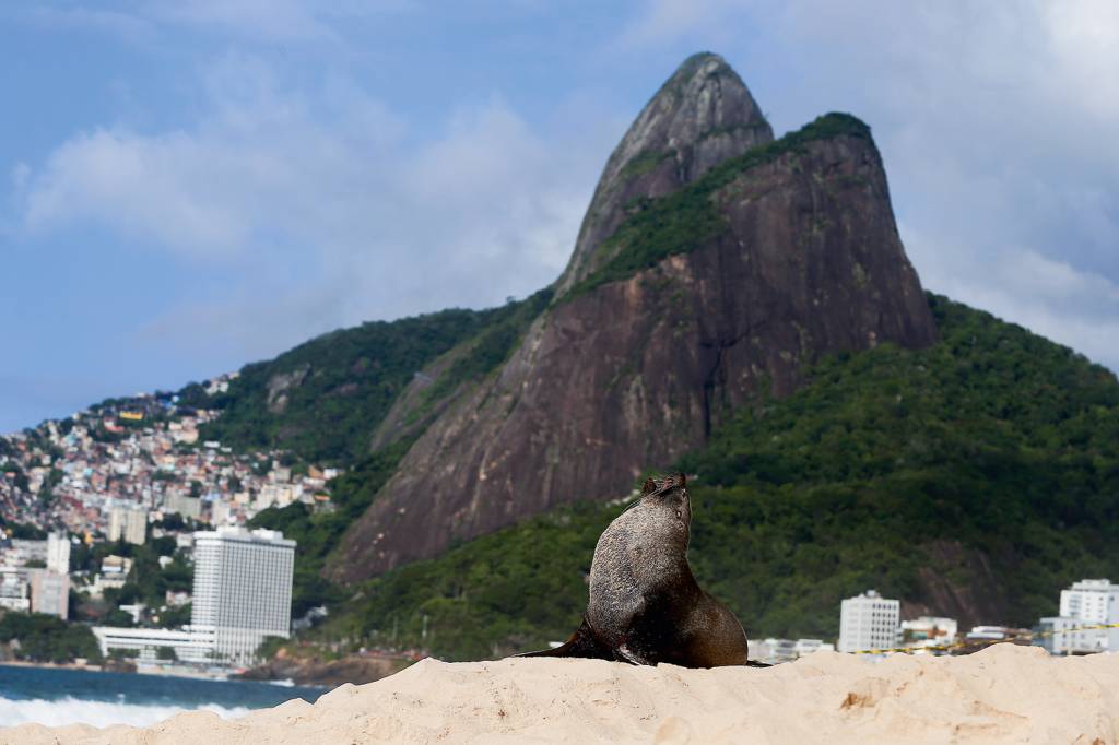 RIO996325.JPG Joca