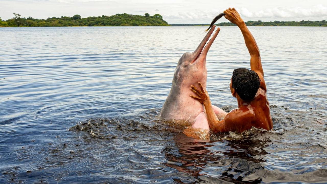 Cruzeiro da Swan Hellenic pelo Rio Amazonas