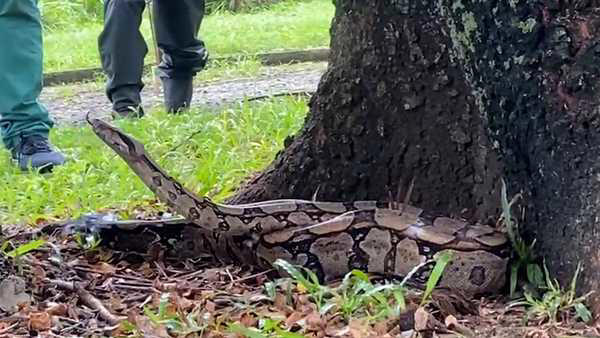 As cobras têm dado as caras no Rio: biólogos comentam