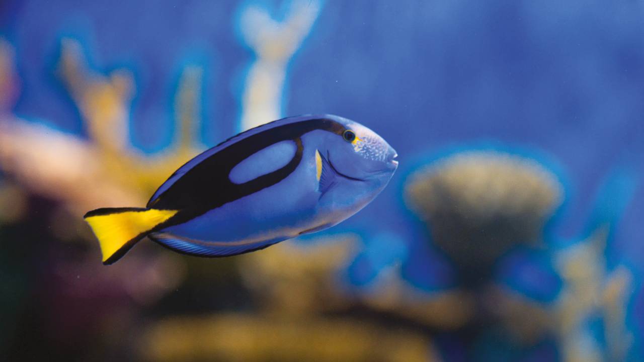 sessao-azul