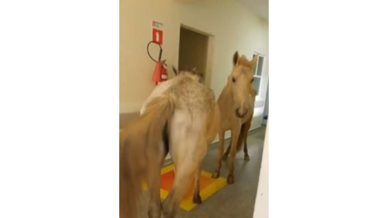 Acompanhantes diferentes: cavalos invadem hospital na Região Serrana