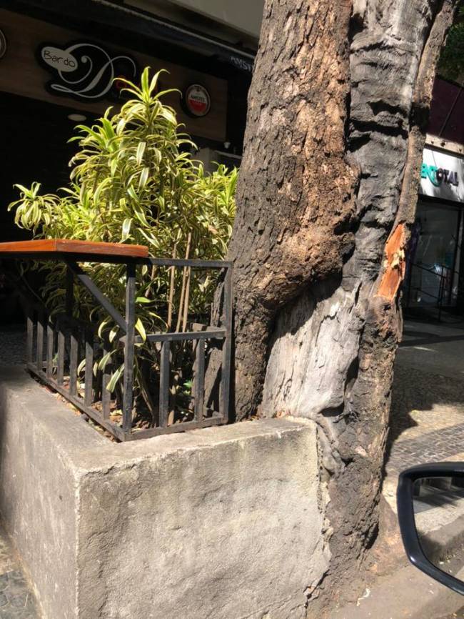 Árvore no início da Rua Barata Ribeiro, com a mureta praticamente fazendo parte do caule