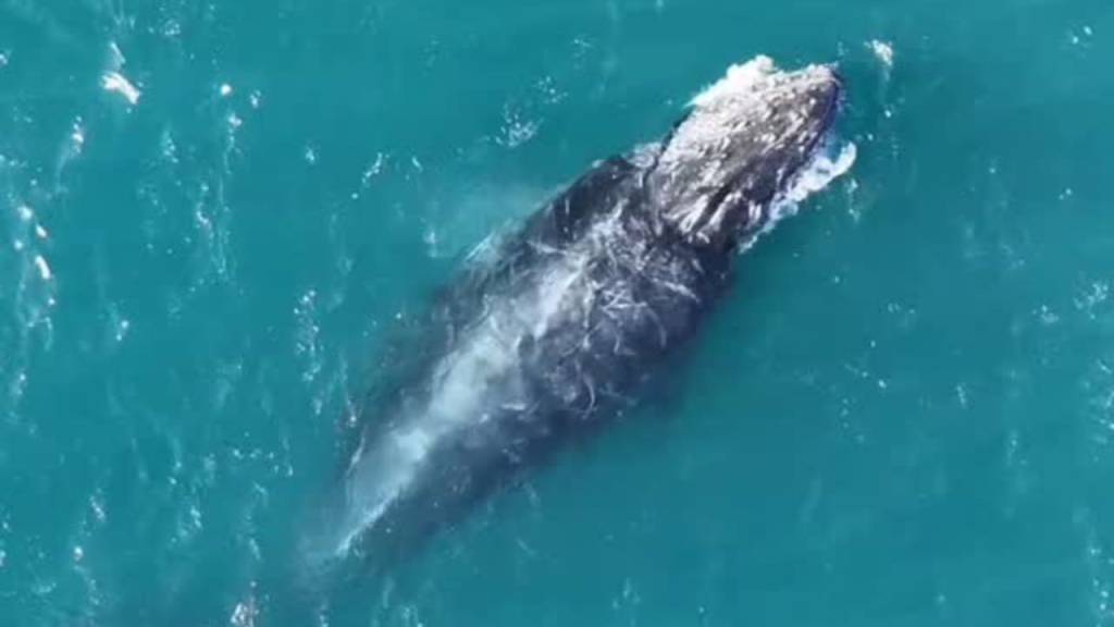Começou a temporada de baleias! Jubarte dá show em Arraial do Cabo