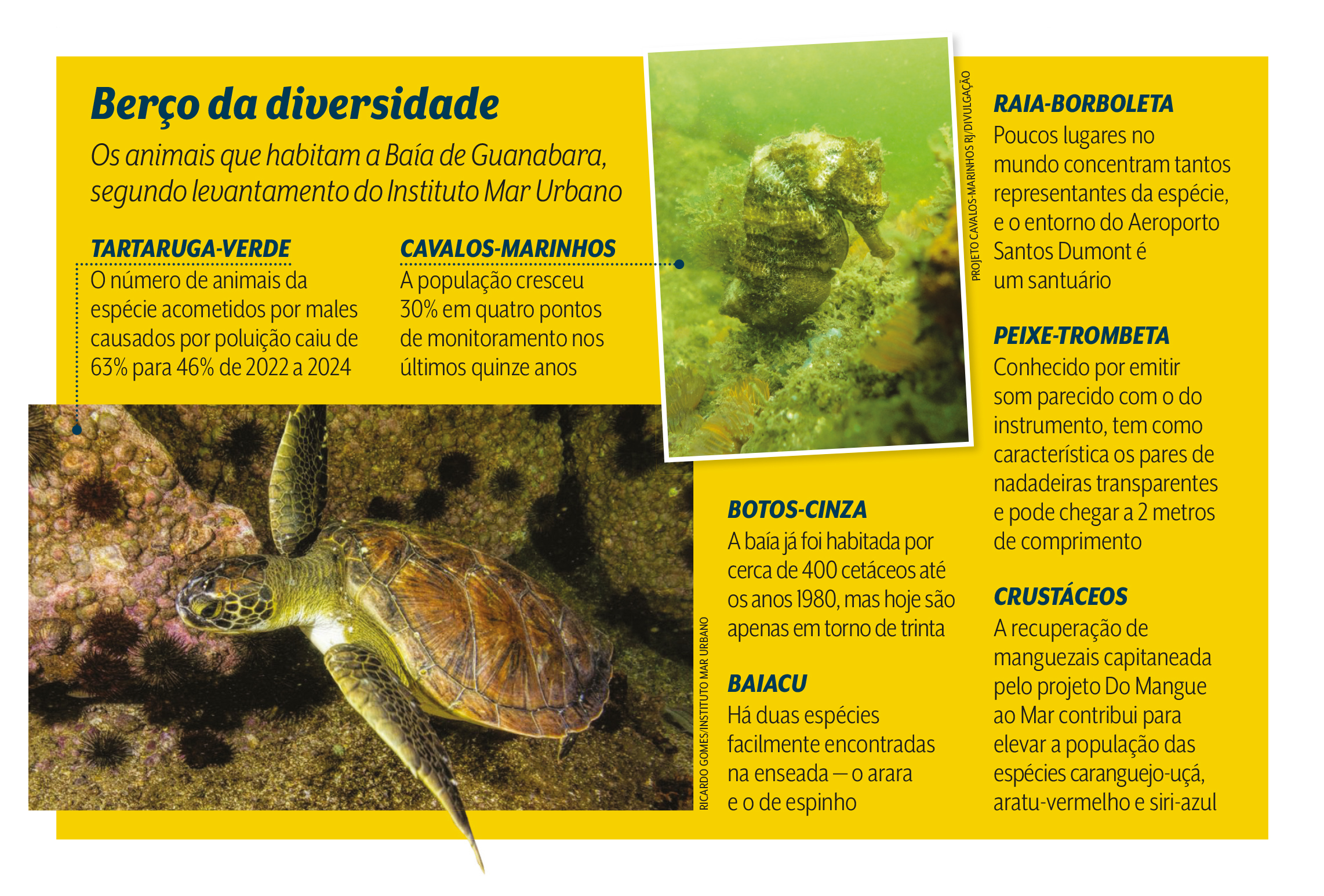 Biodiversidade marinha: n&uacute;mero de tartarugas-verdes contaminadas com doen&ccedil;as causadas pela polui&ccedil;&atilde;o diminuiu 17% entre 2022 e 2024