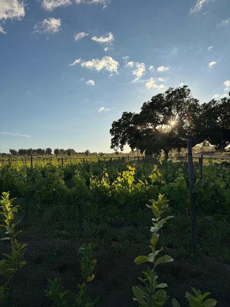 vinicola cartuxa evora vinicola cartuxa evora