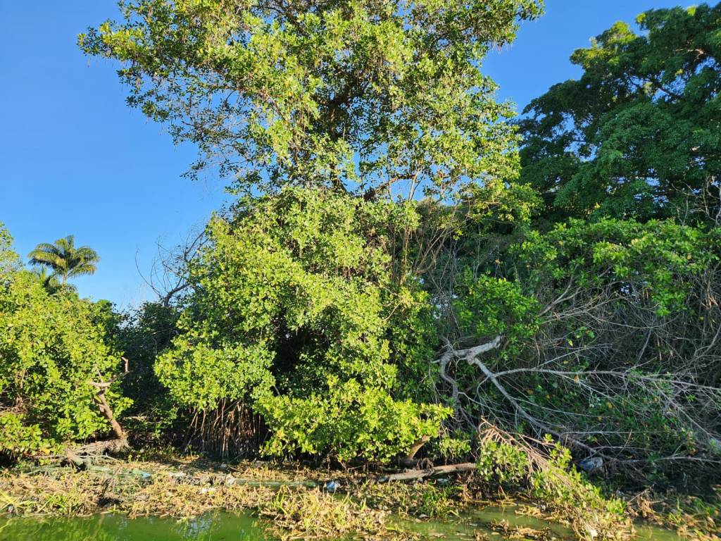 Alerta: estão cortando manguezal com motosserra na lagoa da Tijuca