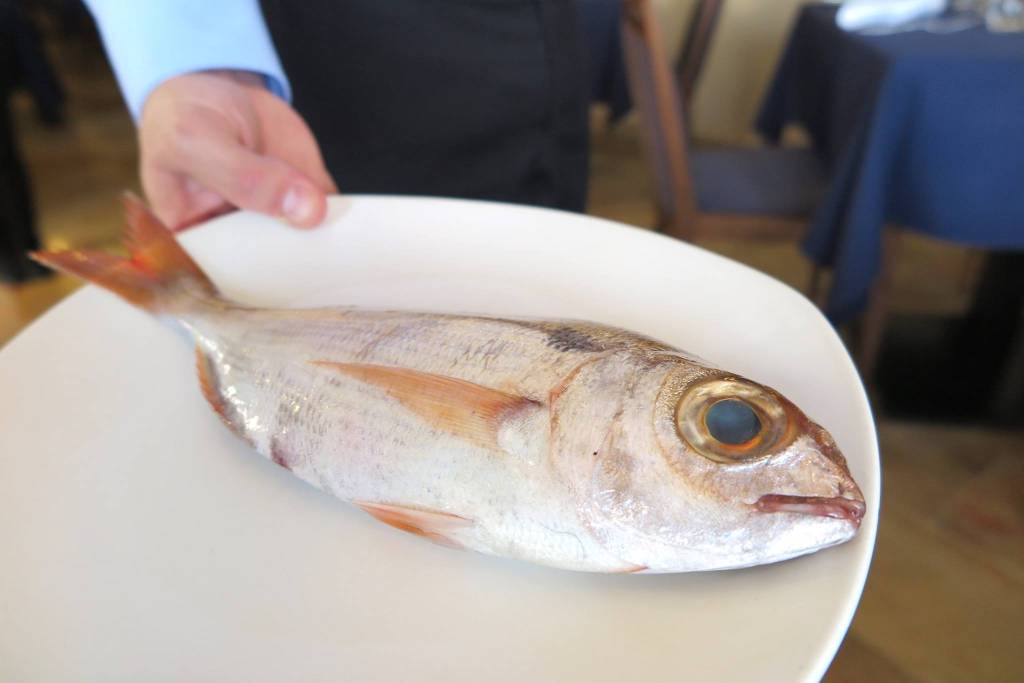 bazuga bazuga, o melhor peixe da vida, comido em Malta
