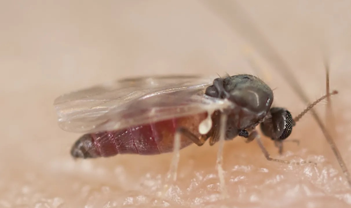 borrachudo-mosquito-infestação-infestacao-picada-dor-sintomas