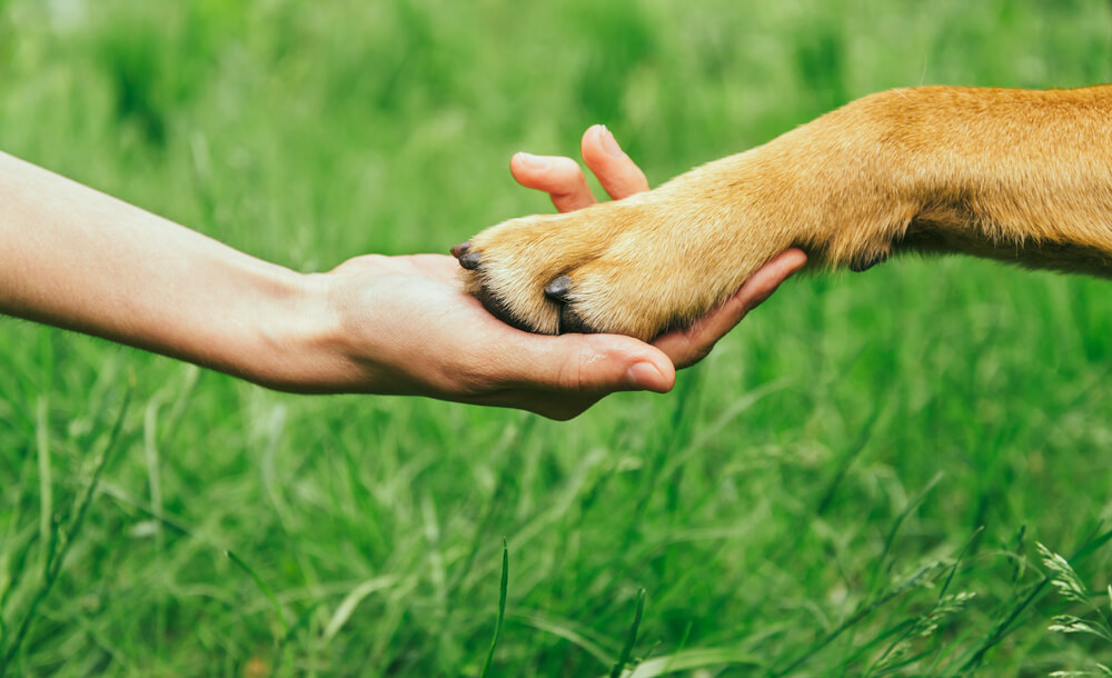 direitos animais