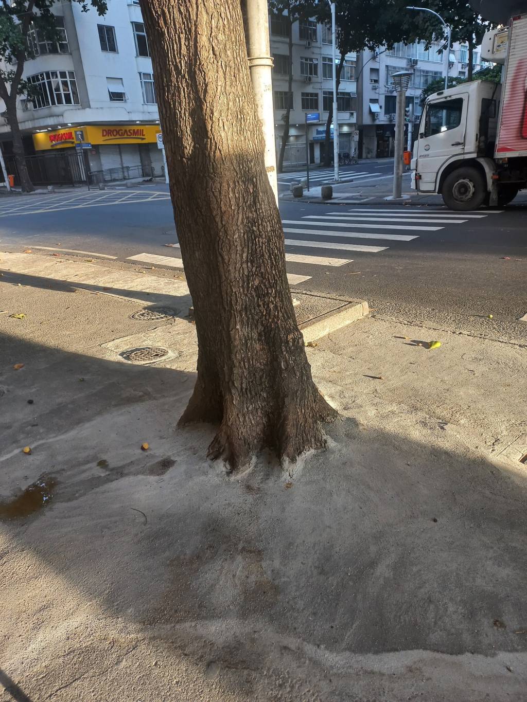 Prefeitura aprova aumento da arborização. E cuidar das sobreviventes?