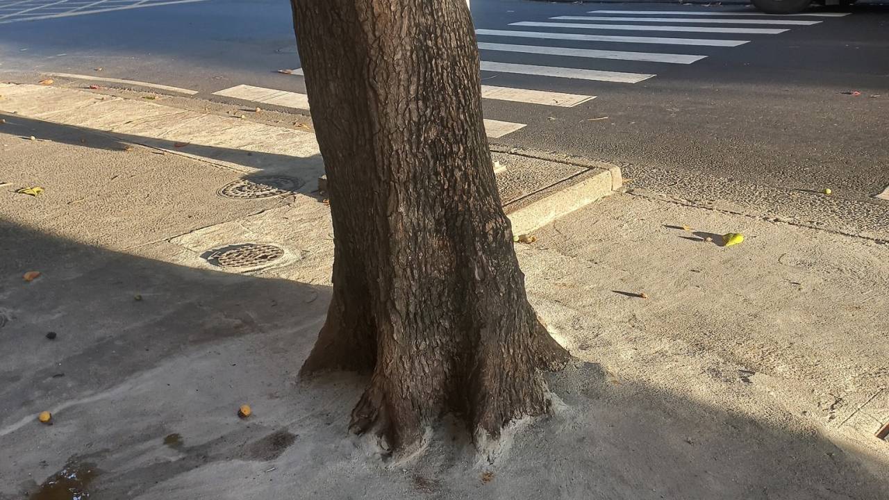 Árvore na esquina Rainha Elizabeth com Nossa Senhora de Copacabana, com a gola totalmente concretada