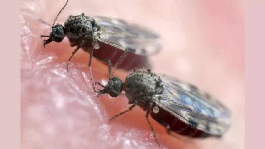 Rio confirma mais duas mortes por febre oropouche; veja como se proteger